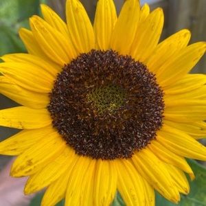 Meet your Posher, Sunnie